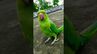 Talking Parrot Mithu Say Mummy Mummy ️️️️️️️️️️️