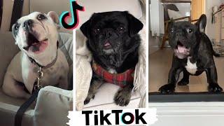 Best DOGGOS of TikTok ~ Funny Dogs of Tik Tok ~ Try Not to Laugh