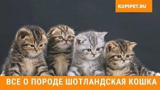 ШОТЛАНДСКАЯ КОШКА ВСЕ О ПОРОДЕ. ИНТЕРЕСНЫЕ ФАКТЫ