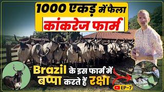 Brazil में 90 साल पुराना कांकरेज फार्म, 1000 एकड़ में रहती हैं गाय। हिंदू देवी-देवता की पूजा । Ep-7