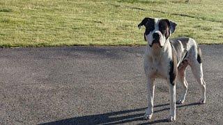 Intelligent American Bulldog around his flock