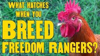 What do you get when you breed Freedom Rangers?