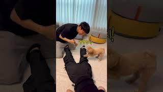 시각장애인 두목과 멍멍펀치 날리는 조폭 강아지 #시트콤