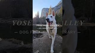  Exploring Dog-Friendly Yosemite Valley! 