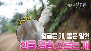 #동물극장단짝 I [풀버전] 산을 껑충껑충 오르더니... 순식간에 송이버섯 찾아온 백구 I EP82화 I KBS 동물극장 단짝 231104 방송