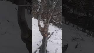 بازدید باغ گردو‌آقای رسول ملکاری در سردشت(4)