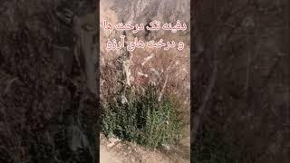 تک درخت ها و درخت های ارزو در گنج و دفینه #دفینه #زیرخاکی #گنج #طبیعت #gold #nature #