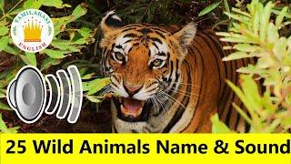 25 WILD ANIMALS Name & Sounds |Realtime Animals Video|Animals for kids|Tamilarasi English Vocabulary