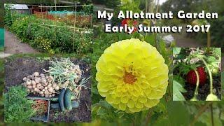 Tour of My Allotment Garden - Early Summer 2017