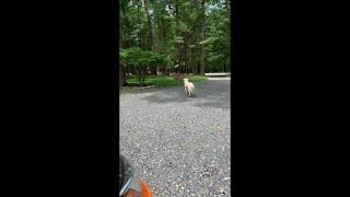 Golden Retriever Came Across a Deer Then Started a Game of Chase