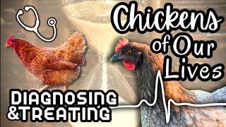 How I Diagnose & Treat My Sick Chickens (with  Judith’s Story)