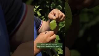 Как бороться с галловым клещом на плодовых?