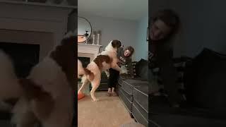 Saint Bernard trying to dominate his mama.  #shorts #funnyshorts #funnydogvideo #dogs.