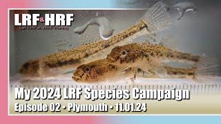 Episode 02: My 2024 LRF Species Hunt - Plymouth