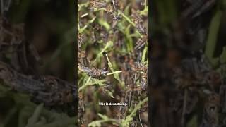 Locust Outbreak in Afghanistan | United Nations