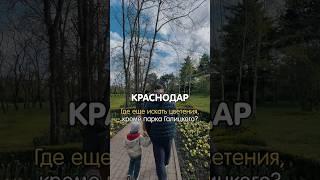Локация из видео: Ботанический сад имени Косенко #краснодар