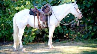  FROSTY  12yo AQHA Gelding 8,500