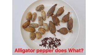 ALLIGATOR PEPPER || HOW I USE IT