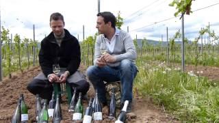 wojtun.com: Muskateller "Weltspitze" - Weingut Andres