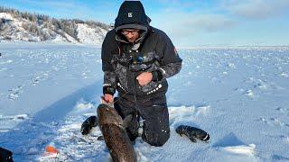 ОГРОМНАЯ ТВАРЬ СОЖРАЛА ЩУК! ТАКОЕ вообще ВОЗМОЖНО?! Первый ЛЕД в Якутии на реке Лена.