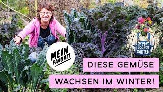 Hochbeet im Winter - meine Pflege- und Pflanz-Tipps I der kleine Horrorgarten