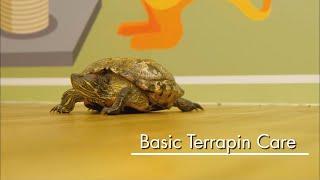 Basic Pet Care: Terrapin