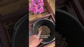 Посадка Петунии в клумбу