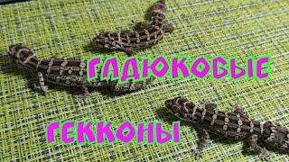 Содержание гадюковых гекконов|Content of viper geckos