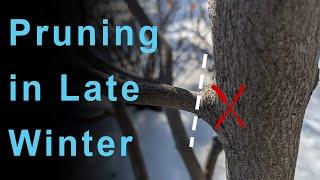 Pruning Trees in Late Winter - The Serviceberry