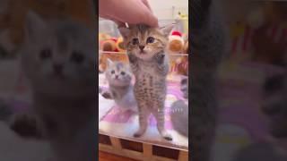 Spotlight on the Kitten Again Today! #cute #cat #kitten #meow  #funny