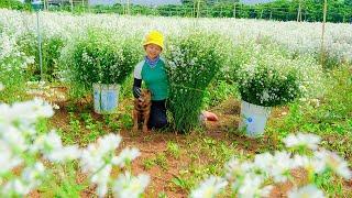 Harvesting the Cotton Flower Garden Goes To Market Sell | Cooking, Farm, Daily Life | Tieu Lien