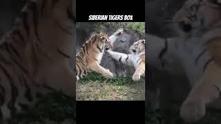 Siberian tigers fight #animals #viral #tiger #tigre #siberiantiger #viralvideo #amurtiger