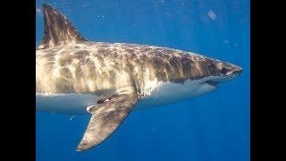 Facts: The Great White Shark