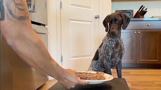 Leaving My Dog Alone With A Big Juicy Steak | German Shorthaired Pointer