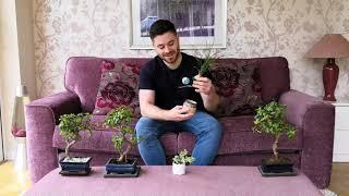 The BEST INDOOR BONSAI tree species - Beginner Tips for INDOOR BONSAI