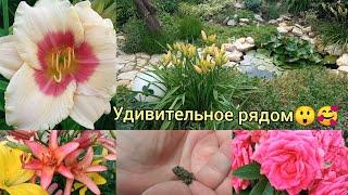Обзор сада! Гости, сюрпризы , удивительные растения и новенькие розочки