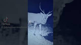 Techno Deer