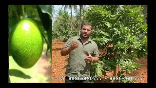 BUTTERFRUIT #sandalwood #agroforestry #farming #agriculture