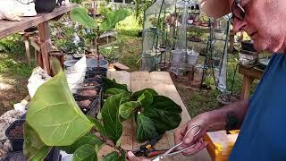 today I'll be pruning fiddle leaf ficus and propagating