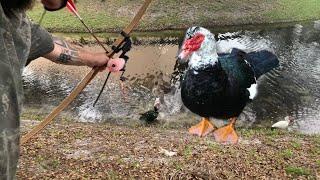 Bow and Arrow hunting For Duck Curry! Invasive Florida Duck Removal!