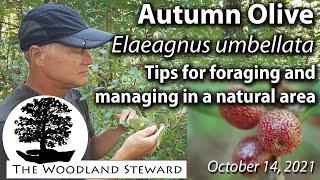 Autumn Olive (Elaeagnus umbellata) – Tips for Foraging and Management in Natural Areas