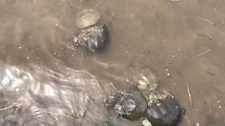 Horseshoe Crabs - Great Bay NH