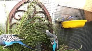 Undulat undulater budgerigar