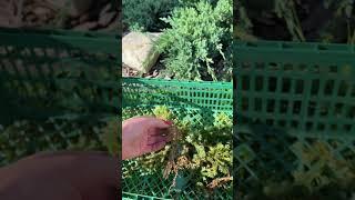Черенкование хвойных