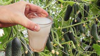 Подлила под Огурцы, Томаты, Перец и они сразу за неделю дали тонну урожая! Это невероятно!