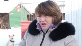Приют "Друг" будет устанавливать собакам новых клипсы