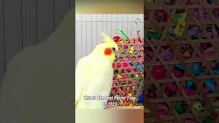 Best Parrot Toys in 2023