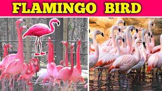 Beautiful flamingo bird ||Greater flamingo ||American flamingo ||Birds