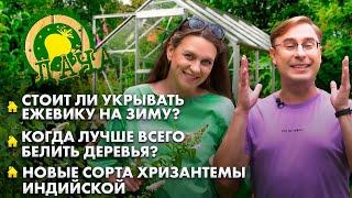 Топ сортов хризантемы | Как выбрать саженец? | Всё о клубнике сорта Александра. Дача