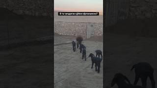 Ай МАШАЛЛАХГиссар  8'та КОЗУ тууду ~ УШУНДАЙ ДА БОЛОБУ #арашан_койлору